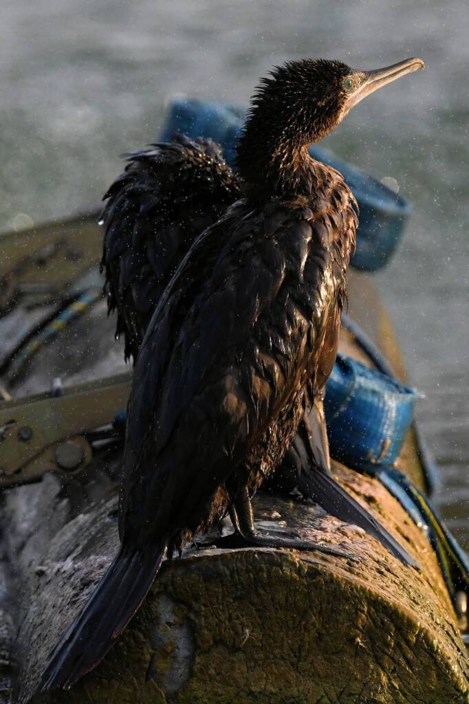 LIttle Black Cormorant (Phalacrocorax sulcirostris) at sunrise, Alice Springs NT © Dorothy Latimer