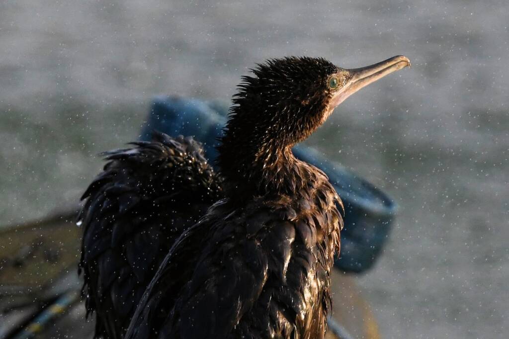 LIttle Black Cormorant (Phalacrocorax sulcirostris) at sunrise, Alice Springs NT © Dorothy Latimer