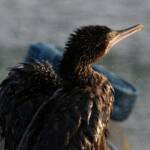 LIttle Black Cormorant (Phalacrocorax sulcirostris) at sunrise, Alice Springs NT © Dorothy Latimer