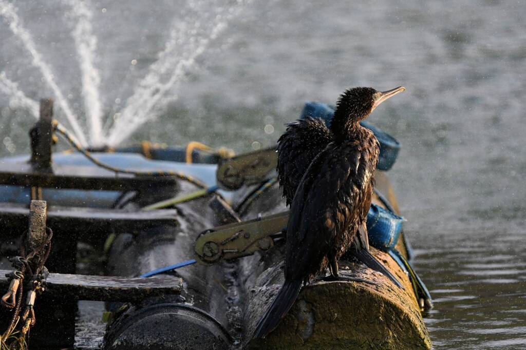 LIttle Black Cormorant (Phalacrocorax sulcirostris) at sunrise, Alice Springs NT © Dorothy Latimer