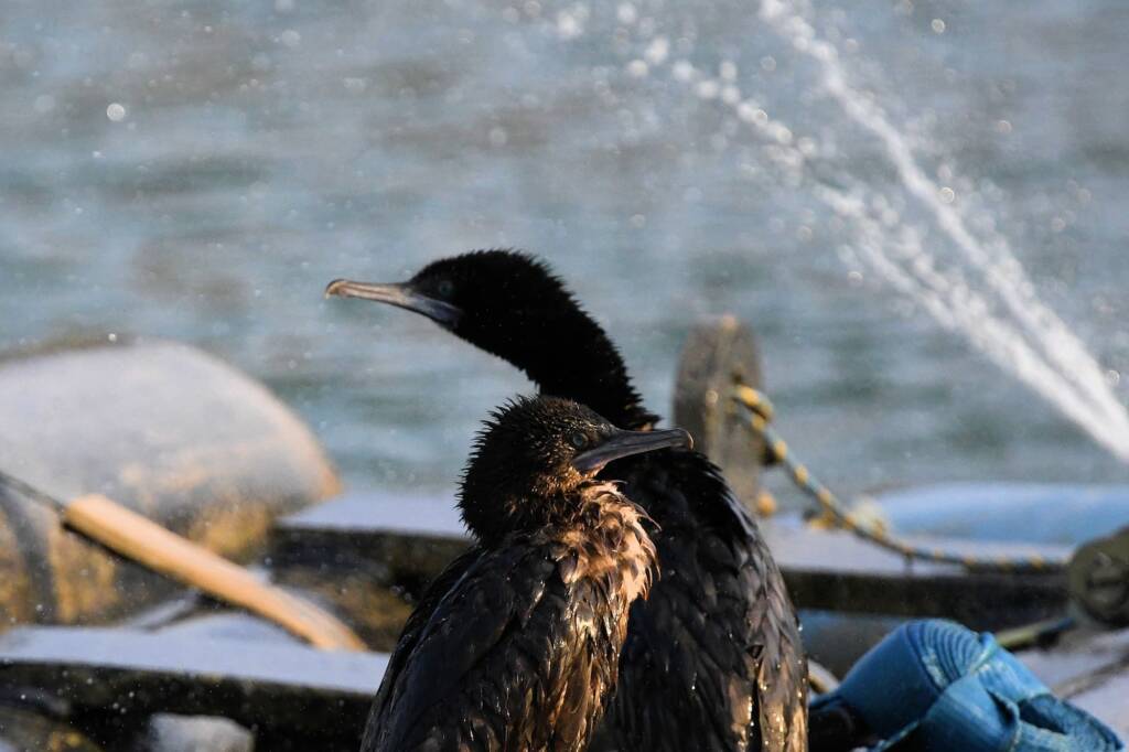 LIttle Black Cormorant (Phalacrocorax sulcirostris) at sunrise, Alice Springs NT © Dorothy Latimer