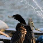 LIttle Black Cormorant (Phalacrocorax sulcirostris) at sunrise, Alice Springs NT © Dorothy Latimer
