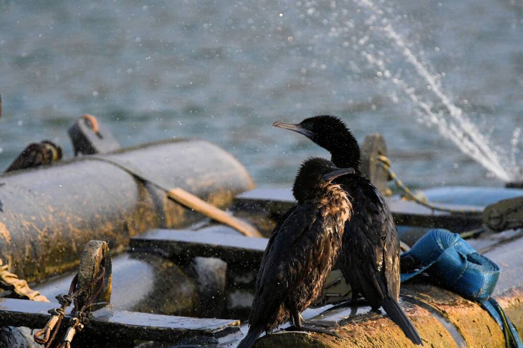 LIttle Black Cormorant (Phalacrocorax sulcirostris) at sunrise, Alice Springs NT © Dorothy Latimer