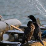 LIttle Black Cormorant (Phalacrocorax sulcirostris) at sunrise, Alice Springs NT © Dorothy Latimer