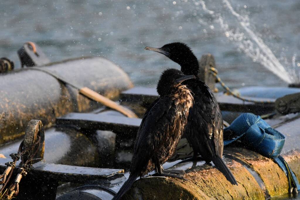 LIttle Black Cormorant (Phalacrocorax sulcirostris) at sunrise, Alice Springs NT © Dorothy Latimer