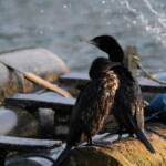 LIttle Black Cormorant (Phalacrocorax sulcirostris) at sunrise, Alice Springs NT © Dorothy Latimer