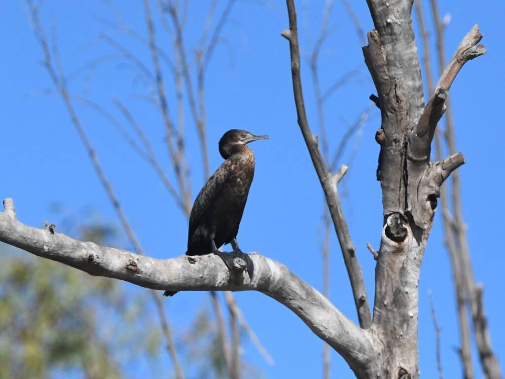 Little Black Cormorant (Phalacrocorax sulcirostris), Redbank Waterhole NT © Dorothy Latimer