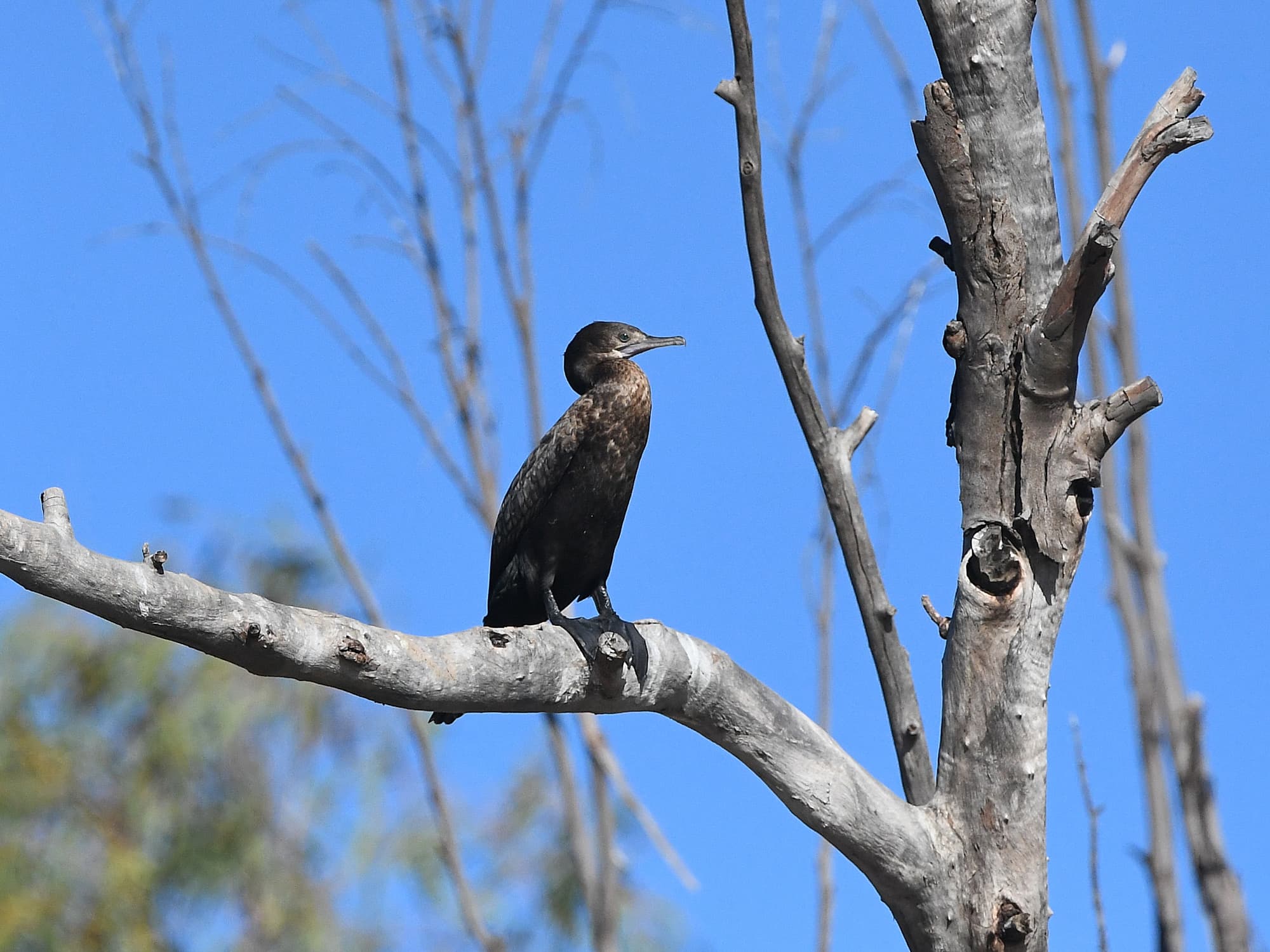 Little Black Cormorant (Phalacrocorax sulcirostris), Redbank Waterhole NT © Dorothy Latimer