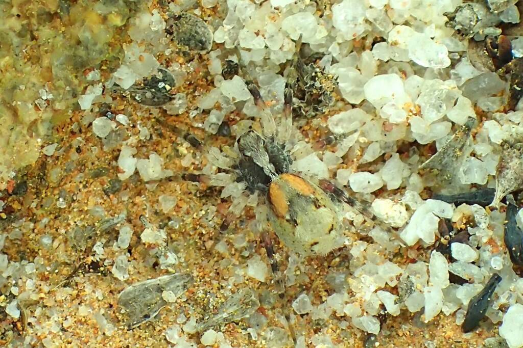 Wolf Spider (family Lycosidae), Midwest WA © Gary Taylor