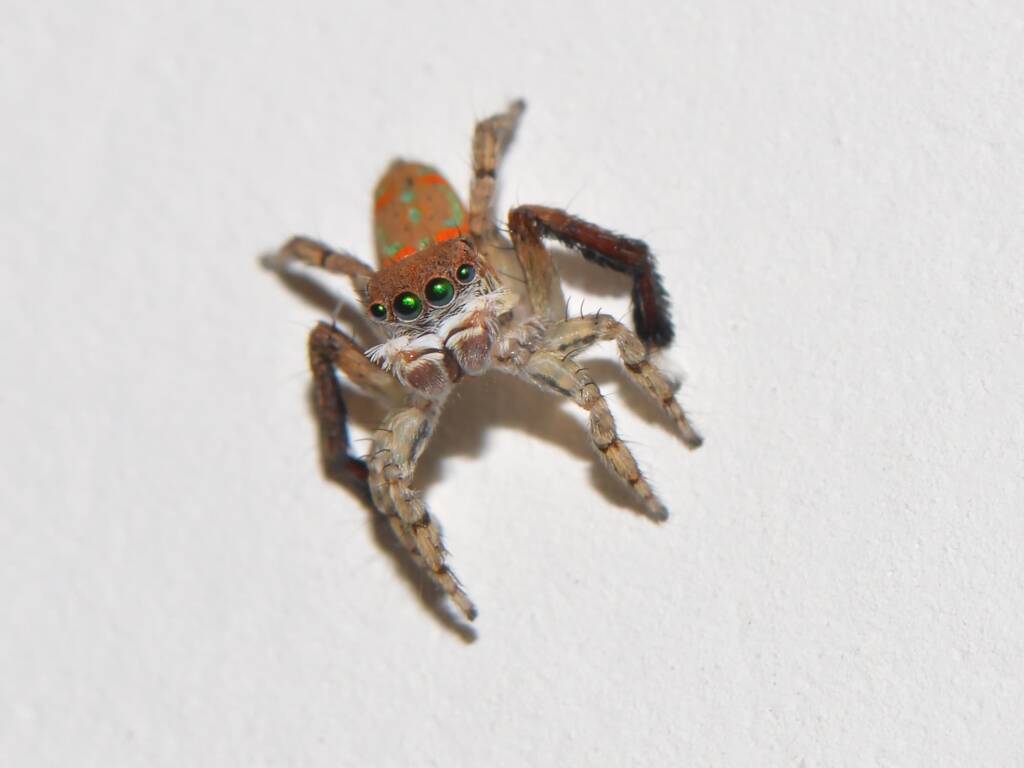 Maratus pavonis, Cervantes WA © Jean and Fred Hort