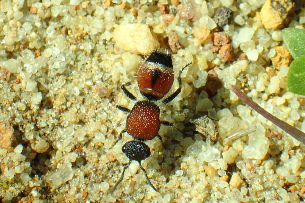 Mutillidae Velvet Ant, Geraldton, Midwest WA © Gary Taylor