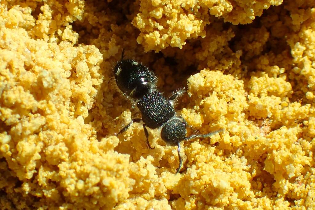 Mutillidae Velvet Ant, Geraldton, Midwest WA © Gary Taylor