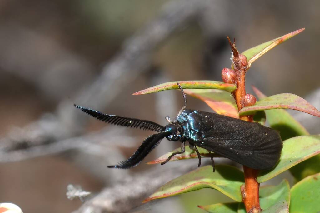 Myrtartona rufiventris, Calingiri WA © Jean and Fred Hort