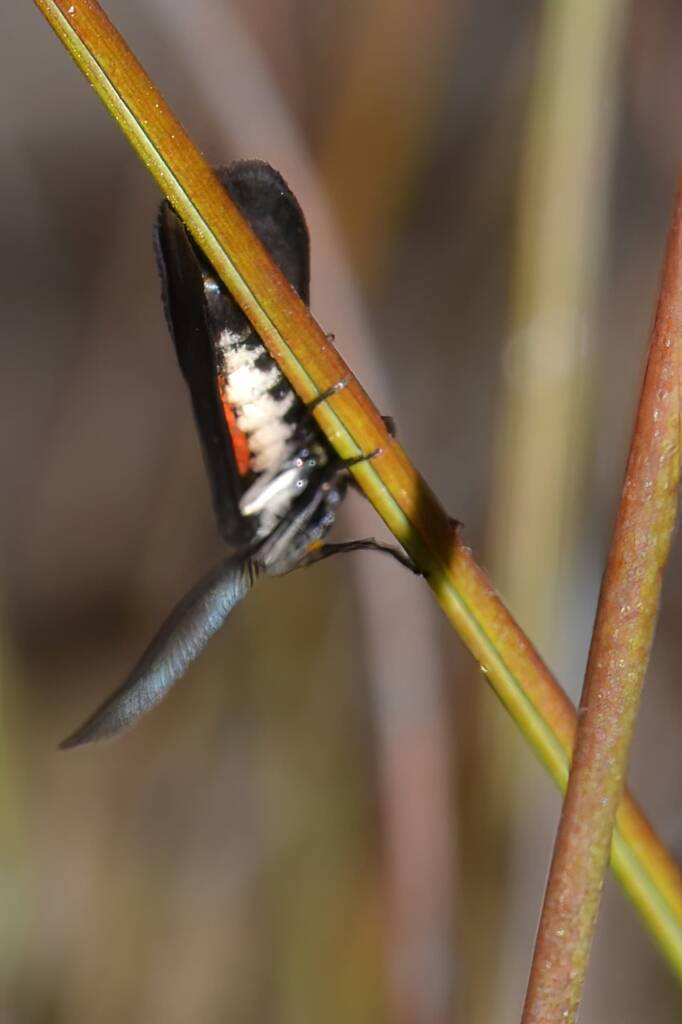 Myrtartona rufiventris, Calingiri WA © Jean and Fred Hort
