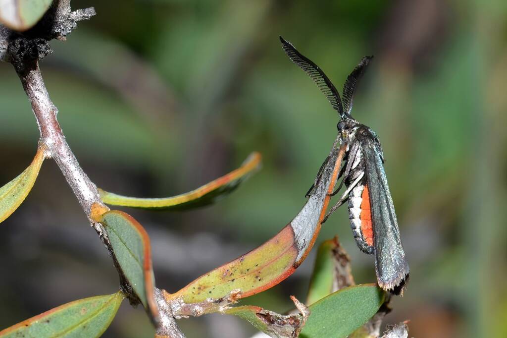 Myrtartona rufiventris (on Melaleuca marginata), Calingiri WA © Jean and Fred Hort
