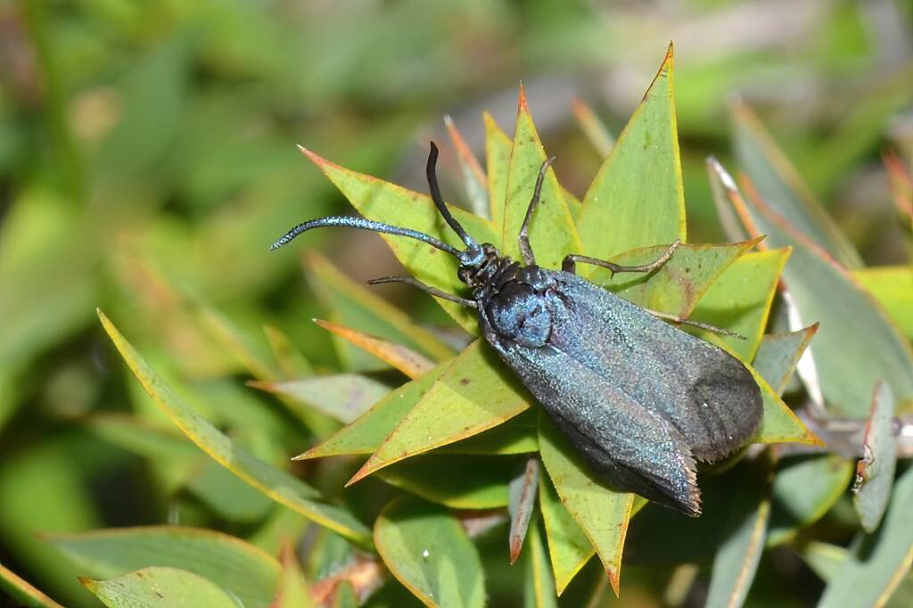 Myrtartona rufiventris, Calingiri WA © Jean and Fred Hort