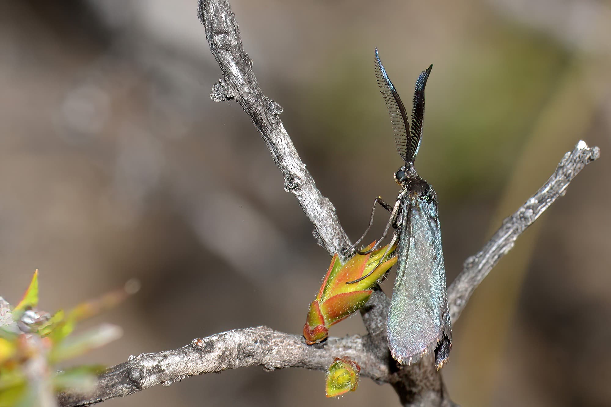 Myrtartona rufiventris, Calingiri WA © Jean and Fred Hort