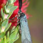 Myrtartona rufiventris, Calingiri WA © Jean and Fred Hort