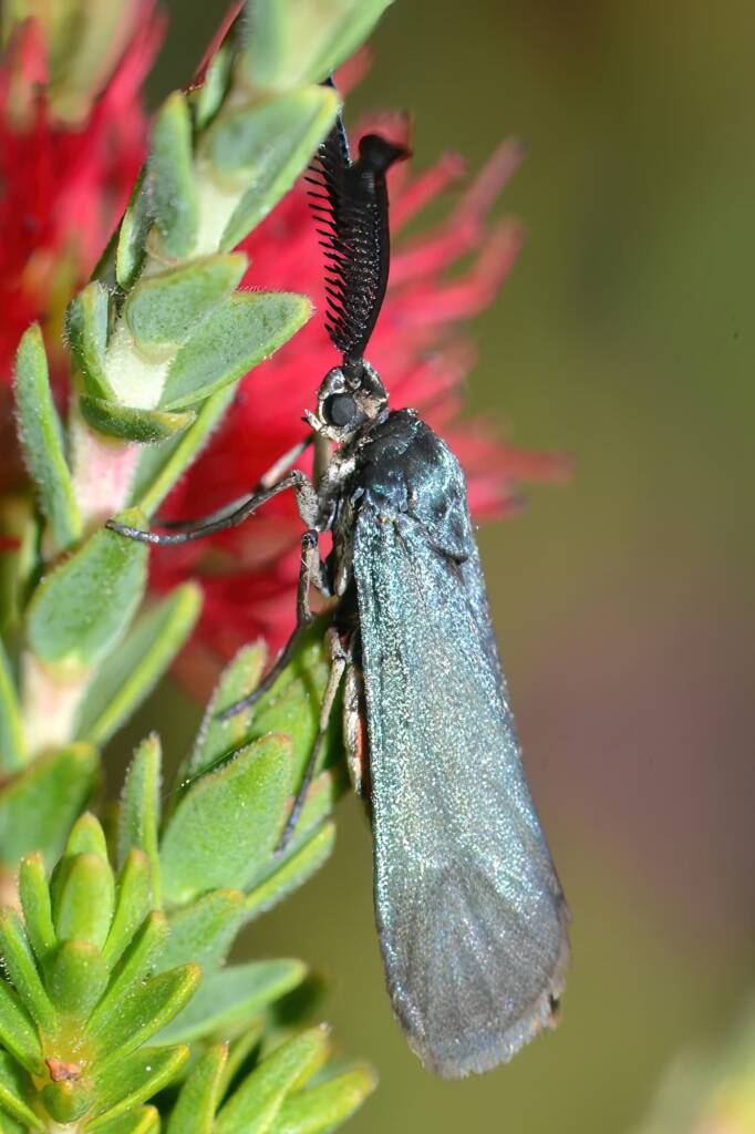 Myrtartona rufiventris, Calingiri WA © Jean and Fred Hort