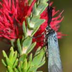Myrtartona rufiventris, Calingiri WA © Jean and Fred Hort