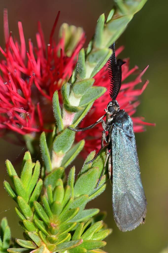 Myrtartona rufiventris, Calingiri WA © Jean and Fred Hort