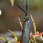Myrtartona rufiventris, Calingiri WA © Jean and Fred Hort