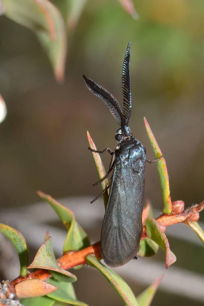 Myrtartona rufiventris, Calingiri WA © Jean and Fred Hort