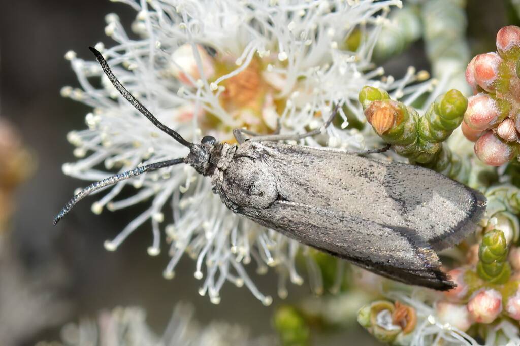 Myrtartona rufiventris, Waeel WA © Jean and Fred Hort
