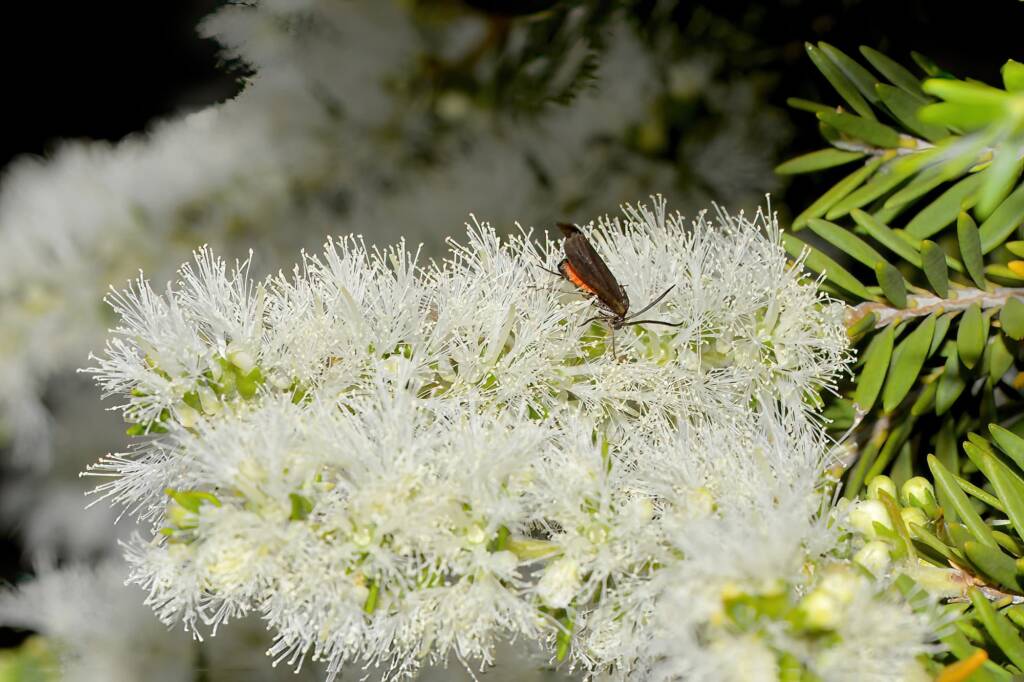 Myrtartona rufiventris (feeding on Melaleuca), Moore River National Park WA © Jean and Fred Hort