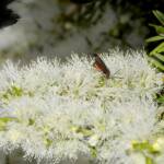 Myrtartona rufiventris (feeding on Melaleuca), Moore River National Park WA © Jean and Fred Hort