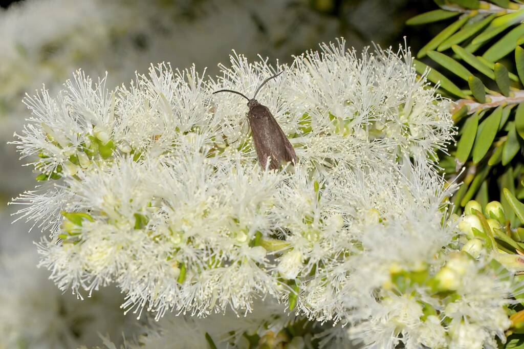 Myrtartona rufiventris (feeding on Melaleuca), Moore River National Park WA © Jean and Fred Hort