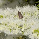 Myrtartona rufiventris (feeding on Melaleuca), Moore River National Park WA © Jean and Fred Hort