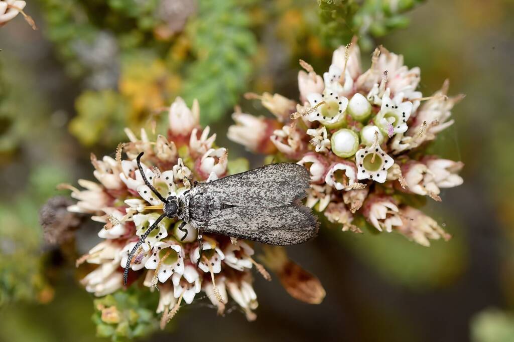 Myrtartona rufiventris (feeding on Darwinia sp Karonie), Waeel WA © Jean and Fred Hort