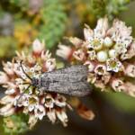 Myrtartona rufiventris (feeding on Darwinia sp Karonie), Waeel WA © Jean and Fred Hort