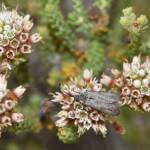 Myrtartona rufiventris (feeding on Darwinia sp Karonie), Waeel WA © Jean and Fred Hort