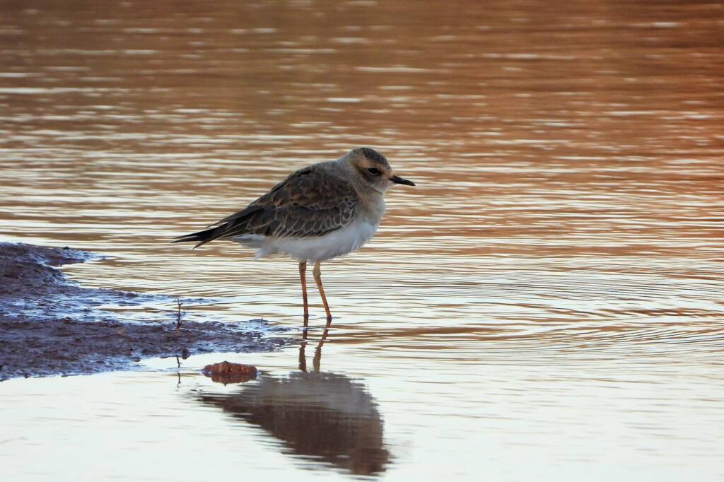 Oriental Plover (Charadrius veredus) at sunrise, Kunoth Bore NT © Dorothy Latimer