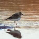 Oriental Plover (Charadrius veredus) at sunrise, Kunoth Bore NT © Dorothy Latimer