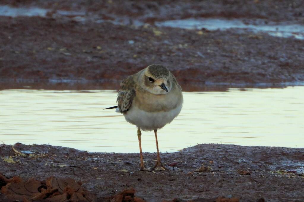 Oriental Plover (Charadrius veredus) at sunrise, Kunoth Bore NT © Dorothy Latimer