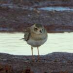 Oriental Plover (Charadrius veredus) at sunrise, Kunoth Bore NT © Dorothy Latimer