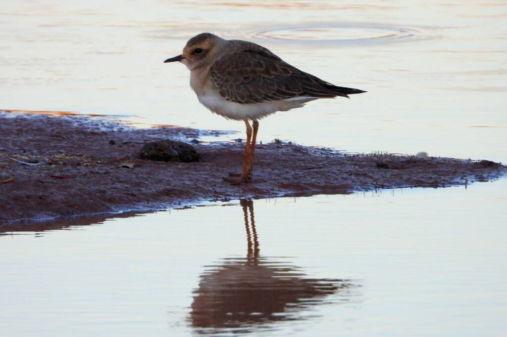 Oriental Plover (Charadrius veredus) at sunrise, Kunoth Bore NT © Dorothy Latimer