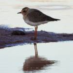 Oriental Plover (Charadrius veredus) at sunrise, Kunoth Bore NT © Dorothy Latimer