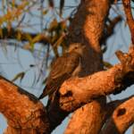 Juvenile Pallid Cuckoo (Cacomantis pallidus) at sunrise, Kunoth Bore NT © Dorothy Latimer