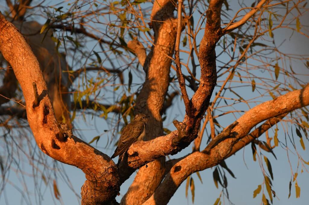 Juvenile Pallid Cuckoo (Cacomantis pallidus) at sunrise, Kunoth Bore NT © Dorothy Latimer