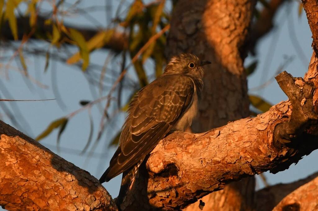 Juvenile Pallid Cuckoo (Cacomantis pallidus) at sunrise, Kunoth Bore NT © Dorothy Latimer