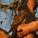 Juvenile Pallid Cuckoo (Cacomantis pallidus) at sunrise, Kunoth Bore NT © Dorothy Latimer