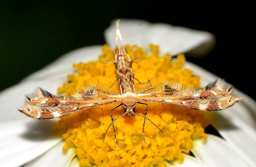 Plume Moth (Sphenarches anisodactylus), Perth WA © Jean and Fred Hort