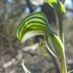 Pterostylis vittata (Banded Greenhood Orchid), Ongerup WA © Terry Dunham