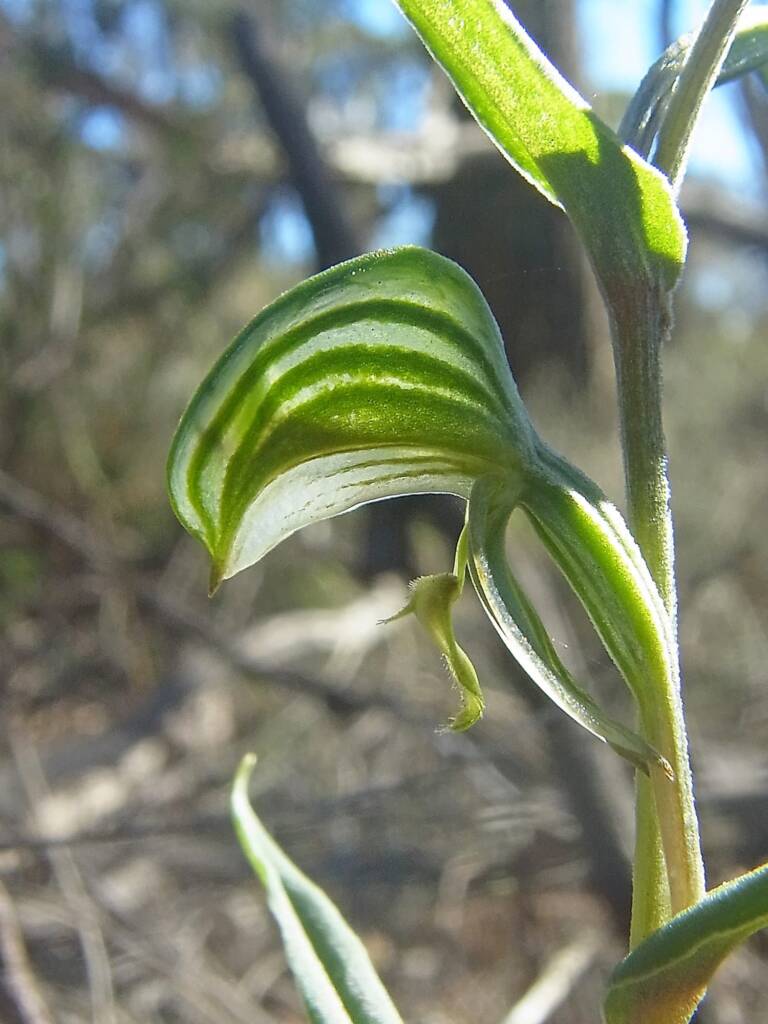 Pterostylis vittata (Banded Greenhood Orchid), Ongerup WA © Terry Dunham