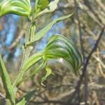 Pterostylis vittata (Banded Greenhood Orchid), Ongerup WA © Terry Dunham
