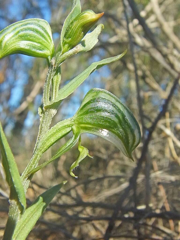 Pterostylis vittata (Banded Greenhood Orchid), Ongerup WA © Terry Dunham